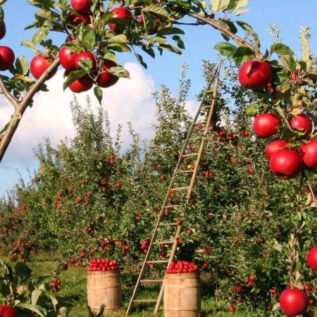 obstgarten mit apfelbäumen