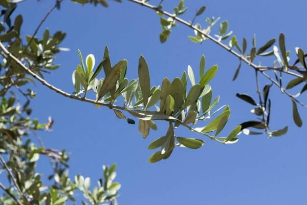 olivenzweig vor blauem himmel