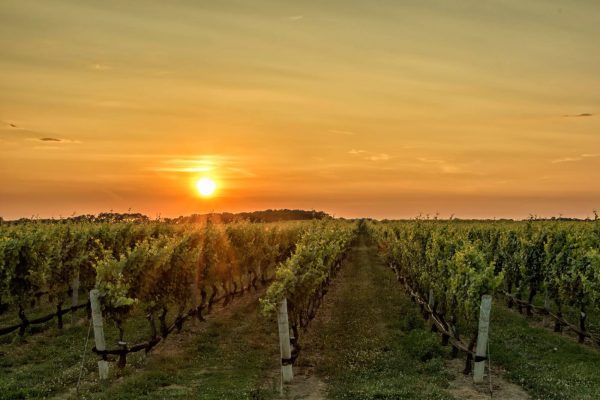 weingarten bei sonnenuntergang