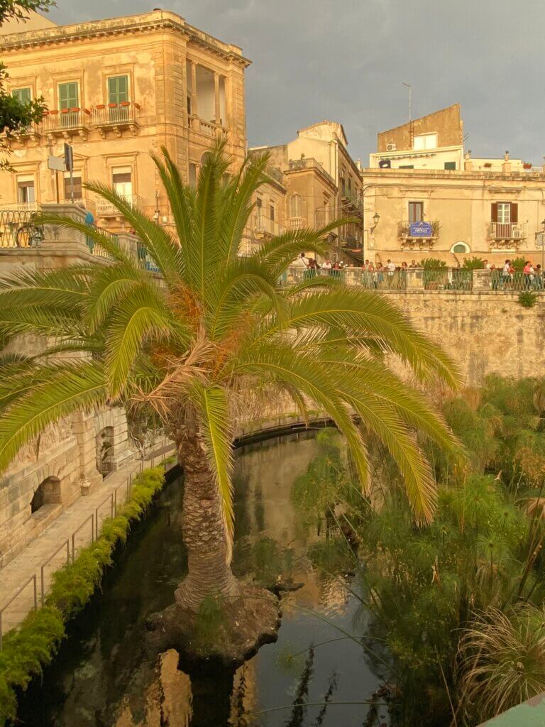 syrakus ortigia stadtblick mit palme