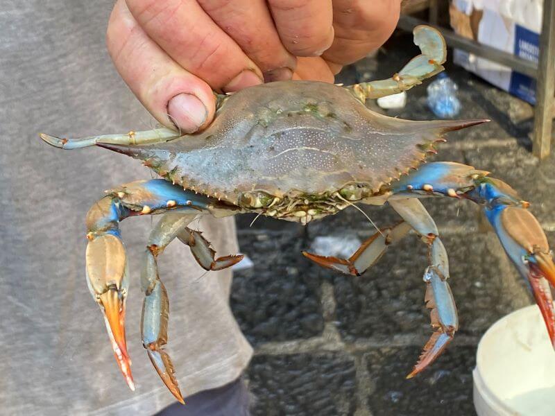 krabbe fischmarkt Catania